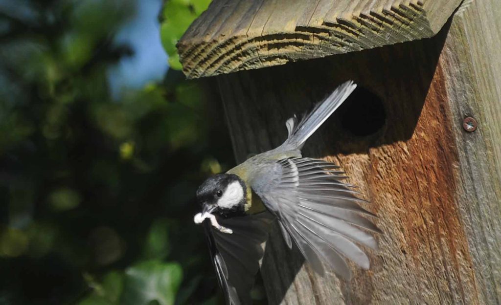 Great tit