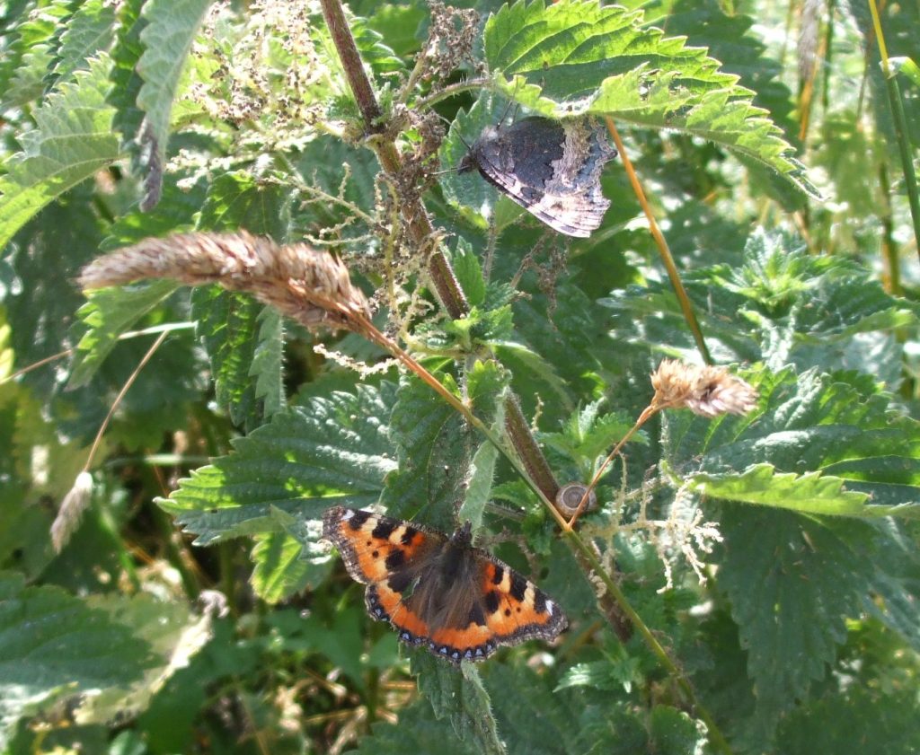 Tortoiseshell butterflies, 2013